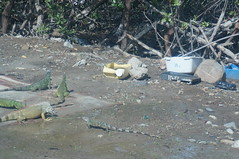 Iguanas in St. Martin • <a style="font-size:0.8em;" href="http://www.flickr.com/photos/28558260@N04/22436261204/" target="_blank">View on Flickr</a>
