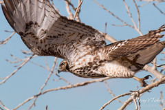 Red Tailed Hawk launch