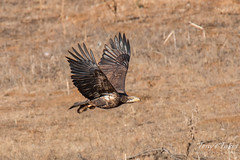 Young Bald Eagle makes off with its meal