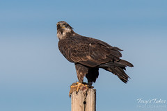 Bald Eagle keeps watch