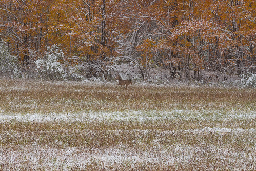 Deer Running • <a style="font-size:0.8em;" href="http://www.flickr.com/photos/65051383@N05/22302661331/" target="_blank">View on Flickr</a>