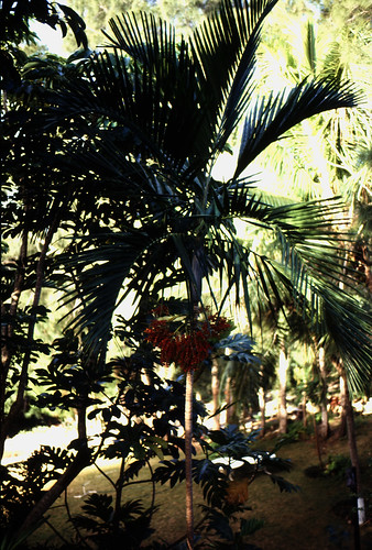 Bahamas 1988 (069) New Providence: Ardastra Gardens, Nassau • <a style="font-size:0.8em;" href="http://www.flickr.com/photos/69570948@N04/23355158382/" target="_blank">Auf Flickr ansehen</a>