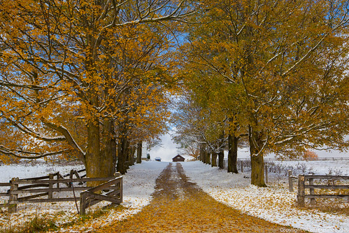 Orange Leaves Falling on Snow Covered Driveway • <a style="font-size:0.8em;" href="http://www.flickr.com/photos/65051383@N05/21669391264/" target="_blank">View on Flickr</a>