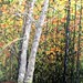David's Trees - 30" x 40" - Oil - $2000
