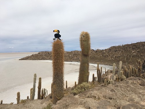 En plus de Pelico, nous avons aperçu d'autres oiseaux nichés dans les cactus