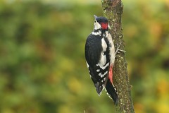 _DSC3546 Grote Bonte Specht : Pic epeiche : Picoides major : Buntspecht : Great Spotted Woodpecker