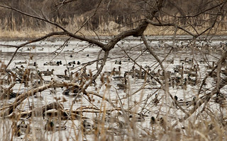 Kansas Luxury Pheasant Hunt 17