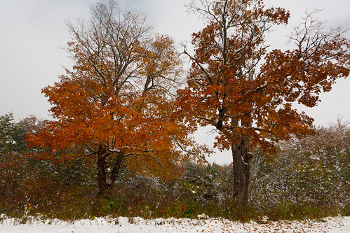 Two Colourful Trees in Snow • <a style="font-size:0.8em;" href="http://www.flickr.com/photos/65051383@N05/21671129663/" target="_blank">View on Flickr</a>