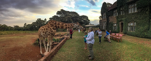 Feeding giraffe at Giraffe Manor • <a style="font-size:0.8em;" href="http://www.flickr.com/photos/96277117@N00/22547101668/" target="_blank">View on Flickr</a>