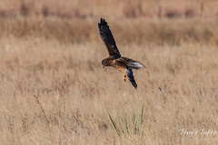 Northern Harrier on the hunt