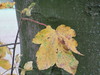 Berg-Ahorn, Herbst , NGID177072991