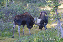 September 13, 2015 - Two bull Moose gear up for the rut in the Indian Peaks Wilderness area. (Bobby H)