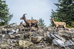 Rocky Mountain Sheep; near Canmore, Canada.