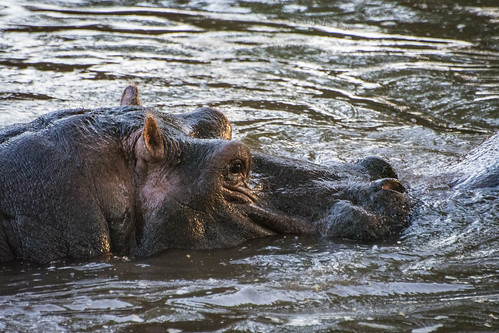 Another Meru hippo • <a style="font-size:0.8em;" href="http://www.flickr.com/photos/96277117@N00/21701698390/" target="_blank">View on Flickr</a>