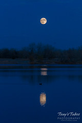 The moon reflects on a pond as it rises