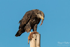 Bald Eagle devours a Prairie Dog