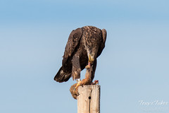 Bald Eagle devours Prairie Dog leg - 1 of 10