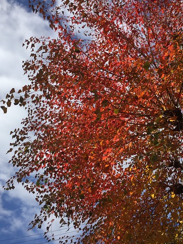 秋の色