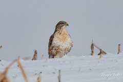 Ferruginous Hawk sits in the snow