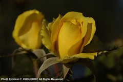 Yellow Rose- Imran Y. CHOUDHRY