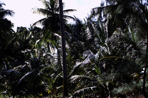 Bahamas 1988 (018) New Providence: Love Beach • <a style="font-size:0.8em;" href="http://www.flickr.com/photos/69570948@N04/22619736053/" target="_blank">Auf Flickr ansehen</a>