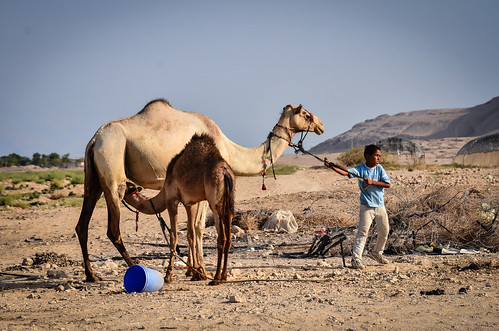 Boy Pulling Camel, West Bank