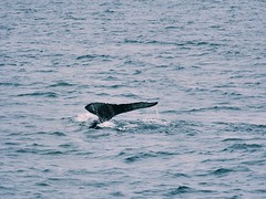 Whalewatching Iceland!
