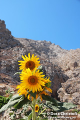 Santorini Sunflowers