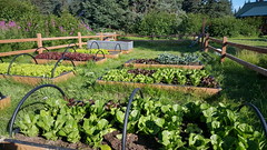 SSCL's lovely garden ensured we had fresh lettuce salads every day - a real treat in Alaska!