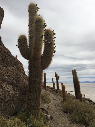 Ces cactus ont parfois plus de 500 ans ! Ils étaient en fleurs lors de notre passage