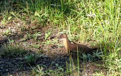 Anglų lietuvių žodynas. Žodis long-tailed weasel reiškia ledinės weasel lietuviškai.