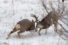 Mule Deer bucks battle