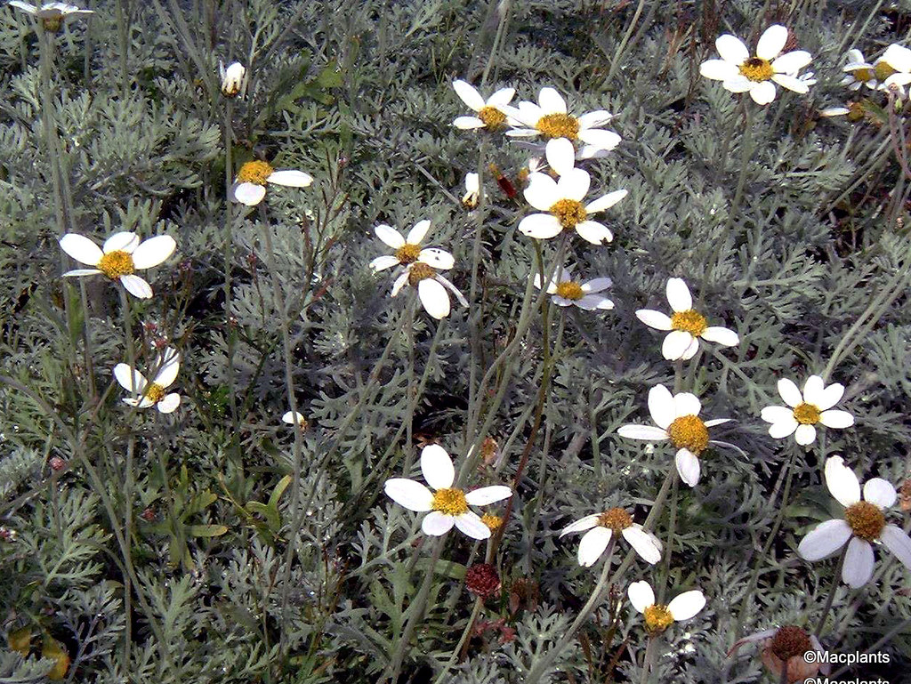 Anthemis punctata ssp. cupaniana