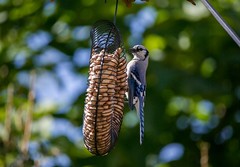 October 11, 2015 - A Blue Jay gets a snack from a Thornton yard. (Michelle Jones)