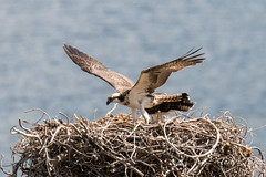 Juvenile Osprey tests its wings