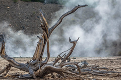 The acidic waters of the geysers affect everything around them; Yellowstone NP