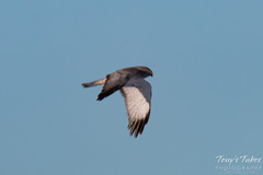 Male Northern Harrier - the gray ghost - in flight