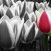 The romantic tulip