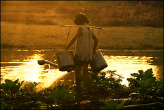 A deaf girl waters the fields in the early morning, Cambodia