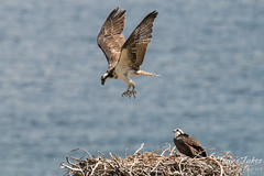 Juvenile Osprey tests its wings
