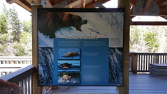 Information on the bears at Brooks Falls