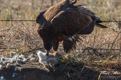 Juvenile Bald Eagle dines on rabbit for breakfast