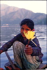 Gift of a lotus flower on Dal Lake - Kashmir, India