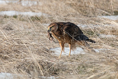 Female Northern Harrier has mouse for breakfast