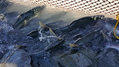 Salmon trying to get around the fish weir