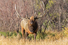 September 20, 2015 - The Elk rut is in full swing in the high country. (Tony's Takes)