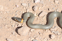 Anglų lietuvių žodynas. Žodis ring-necked snake reiškia žiedo kaklu gyvatė lietuviškai.