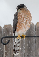 December 15, 2015 - A Cooper's Hawk looks for a meal in a Thornton back yard. (Michelle Jones)