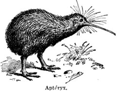 Anglų lietuvių žodynas. Žodis apteryx reiškia n zool. kivis (paukštis) lietuviškai.